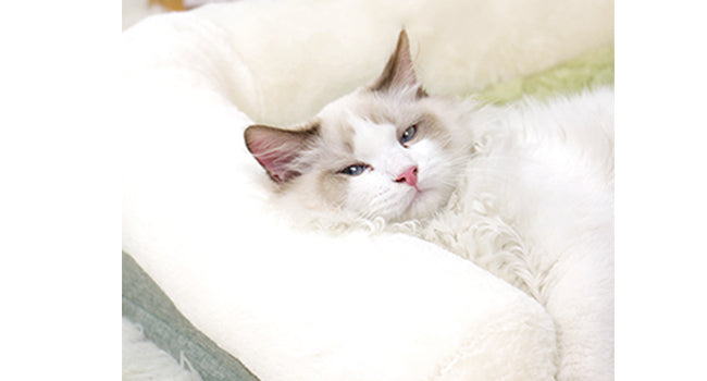 枕付き 猫 ベッド 冬 洗える