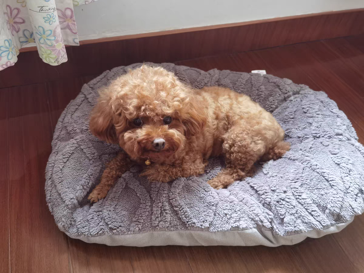 洗える 犬用 クッションマット グレー